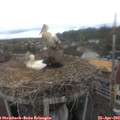 10_10-nest.jpg