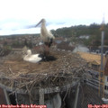 10_15-nest.jpg
