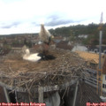 10_20-nest.jpg