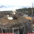 10_25-nest.jpg