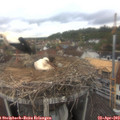10_30-nest.jpg