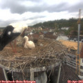 10_35-nest.jpg