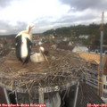 10_40-nest.jpg