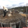 10_45-nest.jpg