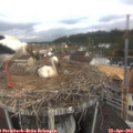 10_50-nest.jpg