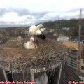 10_55-nest.jpg