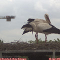 11_00-mast.jpg