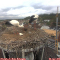 11_00-nest.jpg
