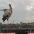 11_05-mast.jpg
