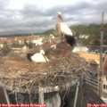 11_05-nest.jpg