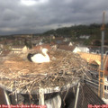 11_10-nest.jpg