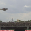 11_15-mast.jpg