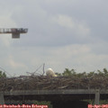 11_20-mast.jpg