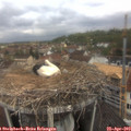 11_20-nest.jpg