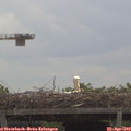 11_25-mast.jpg