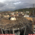 11_25-nest.jpg