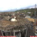 11_30-nest.jpg
