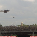 11_35-mast.jpg