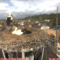 11_40-nest.jpg