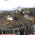 11_45-nest.jpg