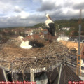 11_50-nest.jpg