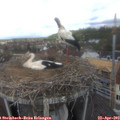 11_55-nest.jpg