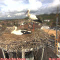 12_00-nest.jpg