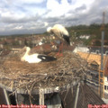 12_05-nest.jpg
