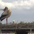 12_15-mast.jpg