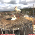 12_20-nest.jpg