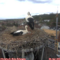 12_25-nest.jpg