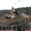 12_30-nest.jpg