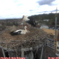 12_35-nest.jpg