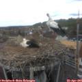12_40-nest.jpg