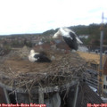 12_45-nest.jpg