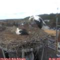 12_50-nest.jpg
