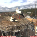 12_55-nest.jpg