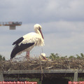 13_00-mast.jpg