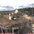 13_00-nest.jpg