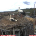 13_10-nest.jpg