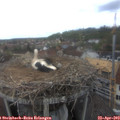 13_15-nest.jpg