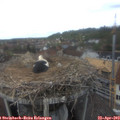 13_20-nest.jpg