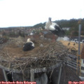 13_25-nest.jpg