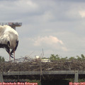 13_30-mast.jpg