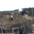 13_30-nest.jpg
