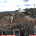 13_40-nest.jpg