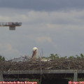 13_45-mast.jpg