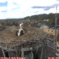 13_45-nest.jpg