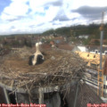 13_50-nest.jpg