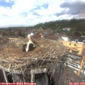 13_55-nest.jpg